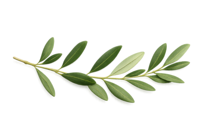 Creaciones Vikingas Naturales rama de olivo Arte Rúnico