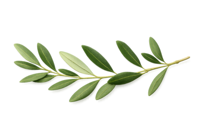 Creaciones Vikingas Naturales rama de olivo Arte Rúnico