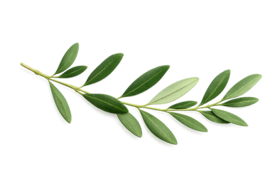 Creaciones Vikingas Naturales rama de olivo Arte Rúnico