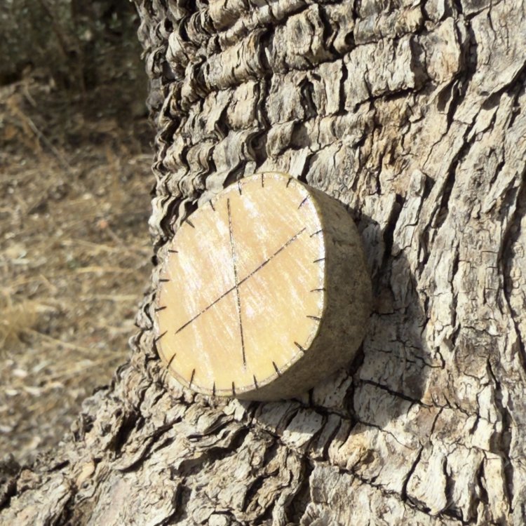  Runa Vikinga Gebo en Madera de Olivo – Símbolo de Emprendimiento y Alianzas