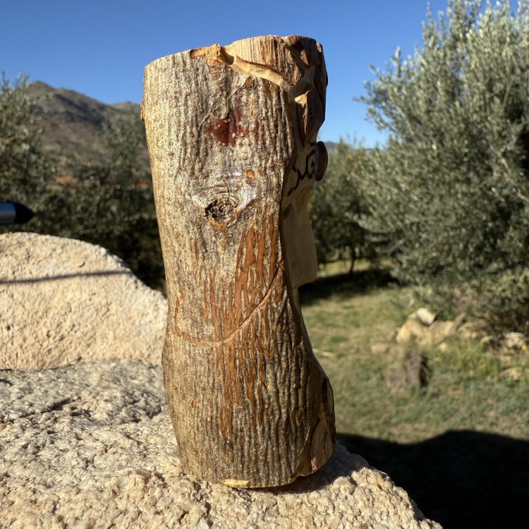  🌿 Espíritu Guardián Korënn de olivo y ojo de tigre